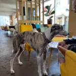 Hund på Emmys Kaffebar, Middelfart