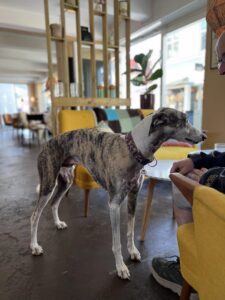 Hund på Emmys Kaffebar